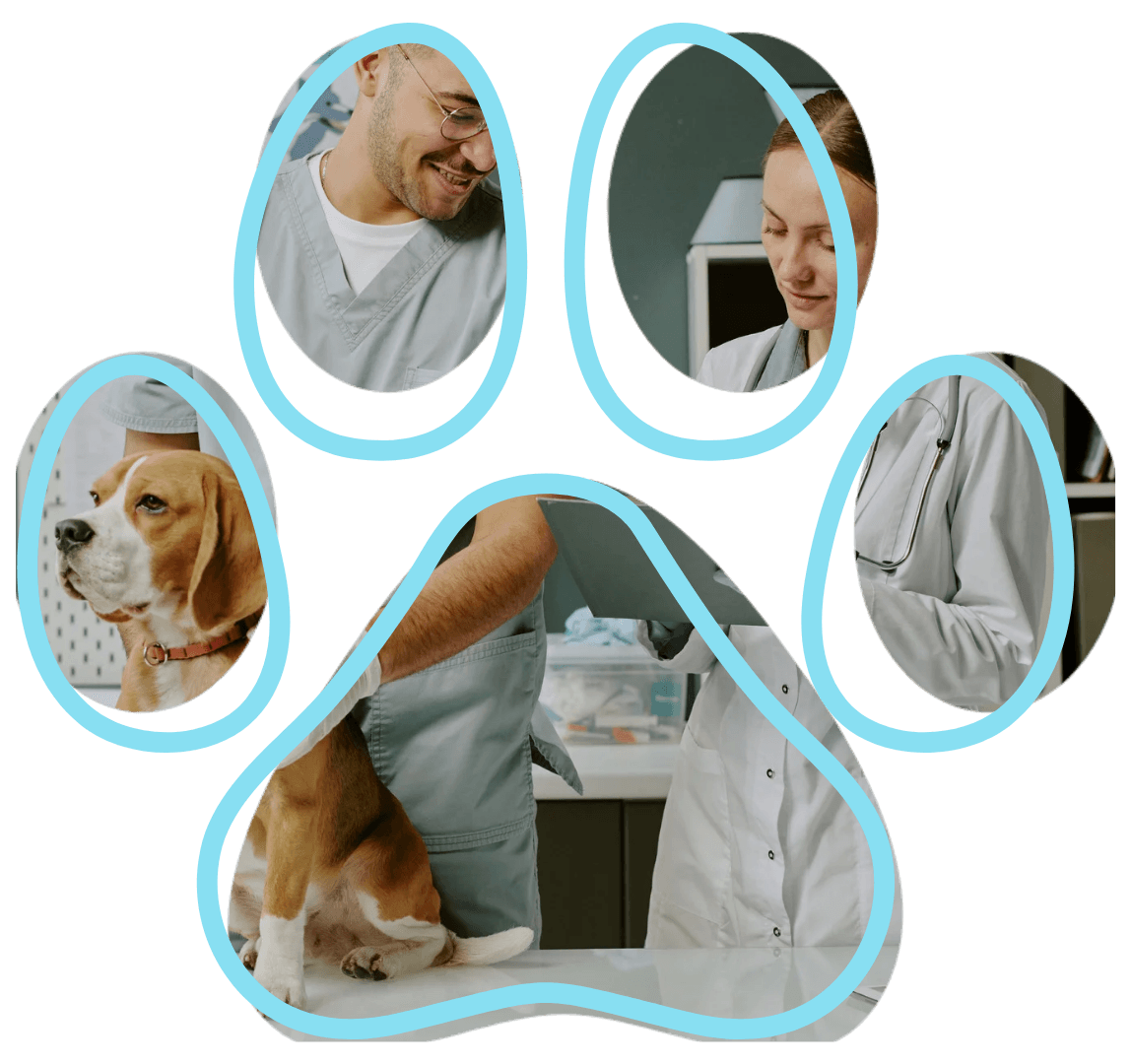 vet near me dog visit Clarksburg Animal Hospital Clarksburg MD