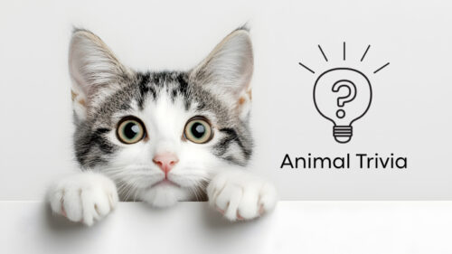 vet near me exam at Clarksburg Animal Hospital in Clarksburg MD